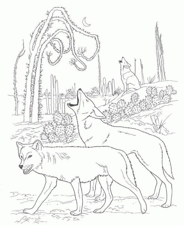 Native American Coloring Pages For Adults Free Printable Coyote 