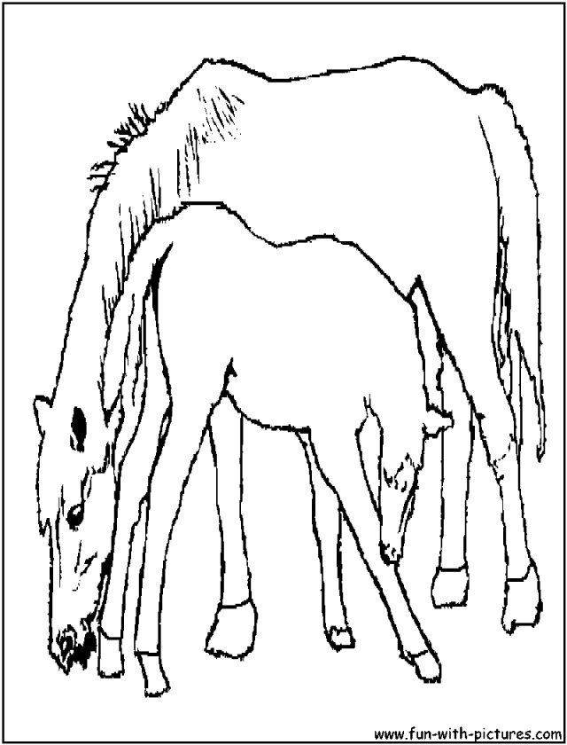 Pictures Foal Coloring Pages Foal And Its Mother Picture To Color 