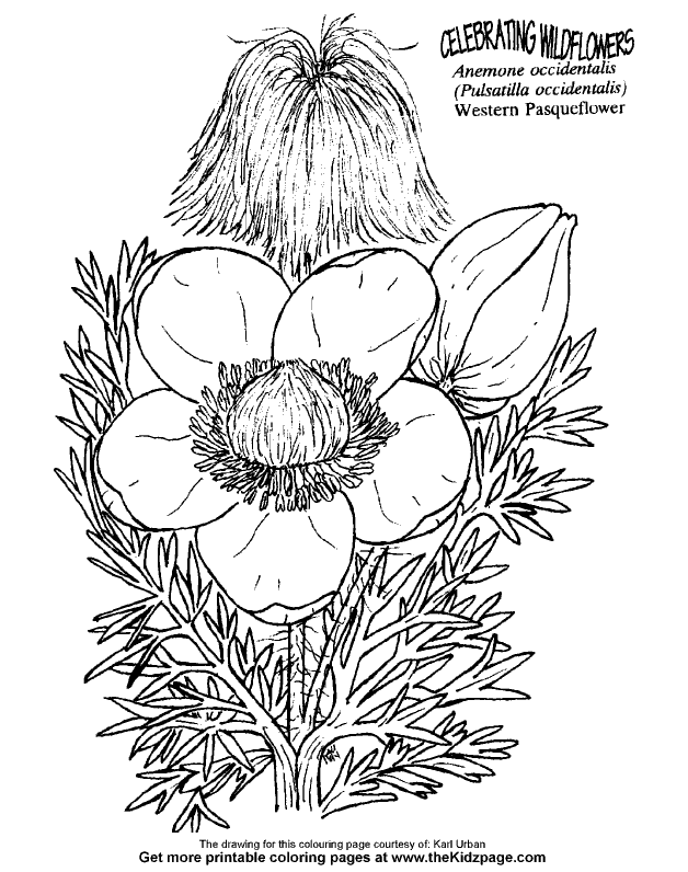 Western Pasqueflower Free Coloring Pages for Kids - Printable 