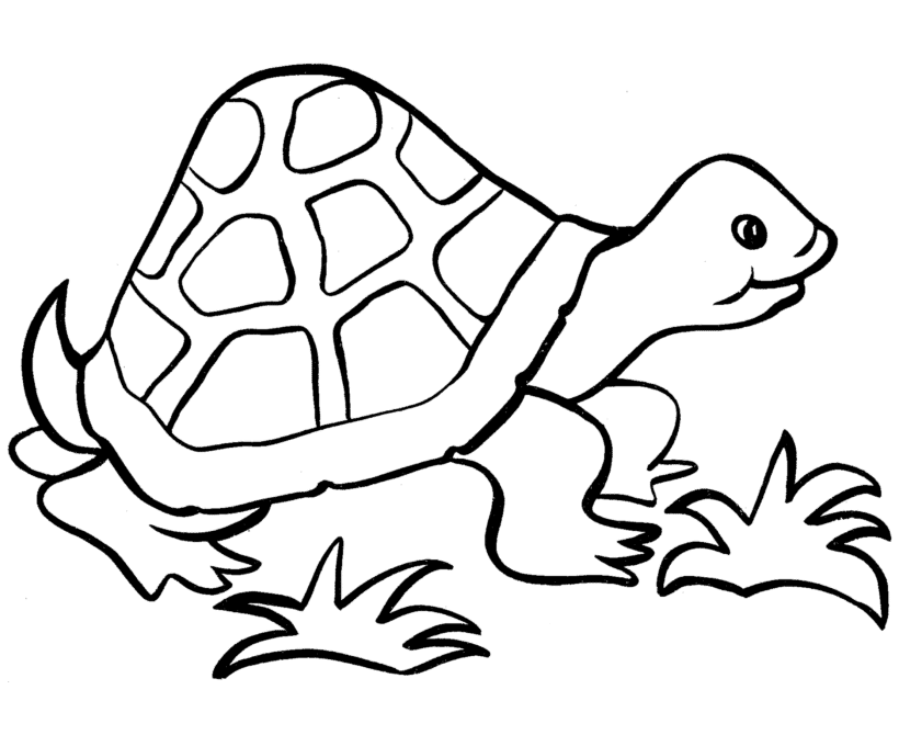 free printable turtle coloring pages  coloring home