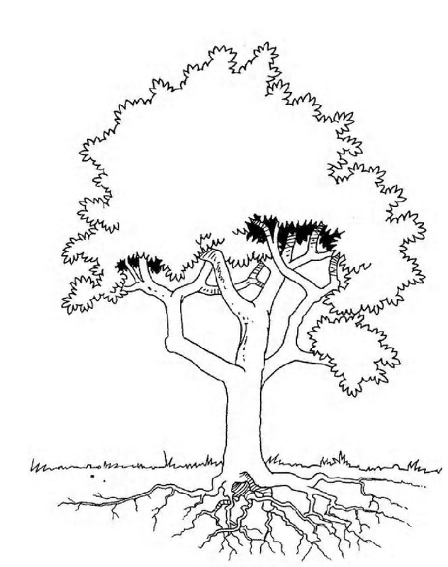 Coloring Pages Of Trees With Leaves - Coloring Home