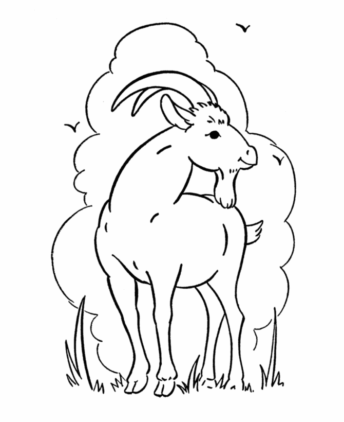 Wild Animal Coloring Pages | Goat with wiskers Coloring Page and 