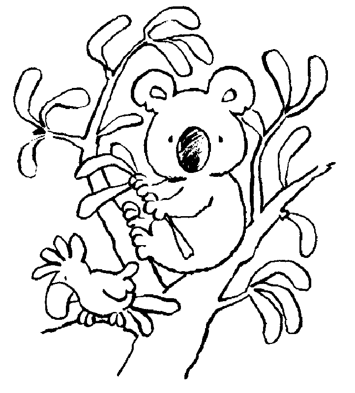 koala bear pictures to color  coloring home
