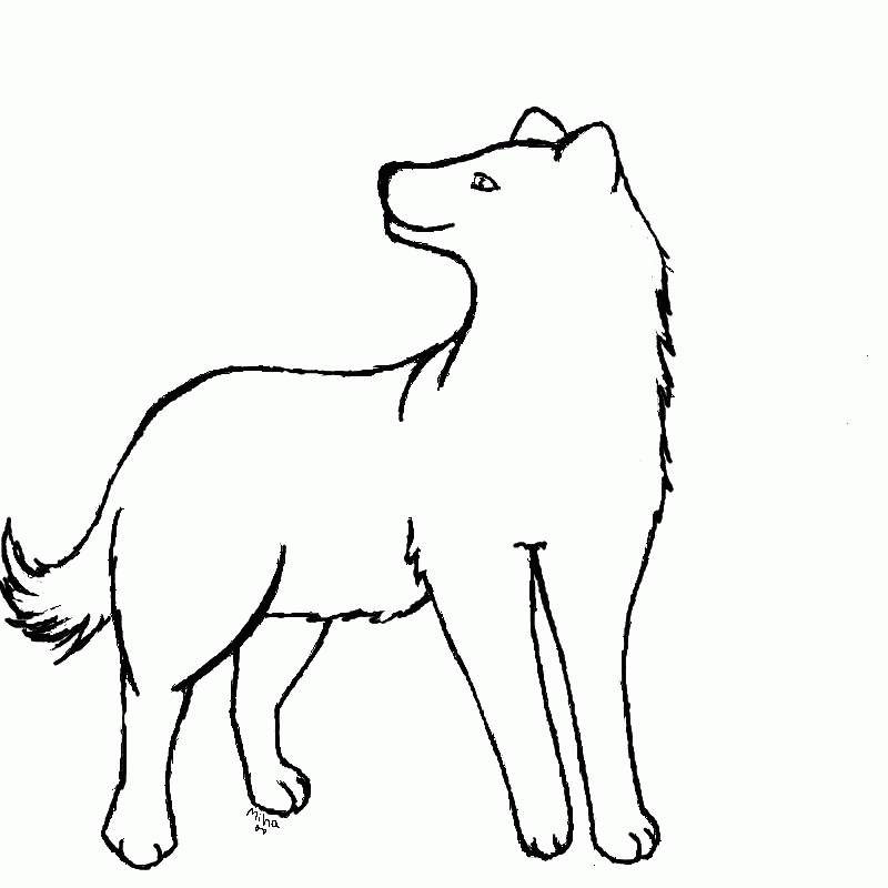 wolf outline drawing  coloring home