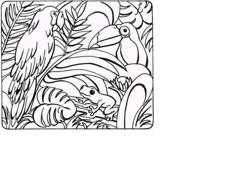 free rainforest coloring books