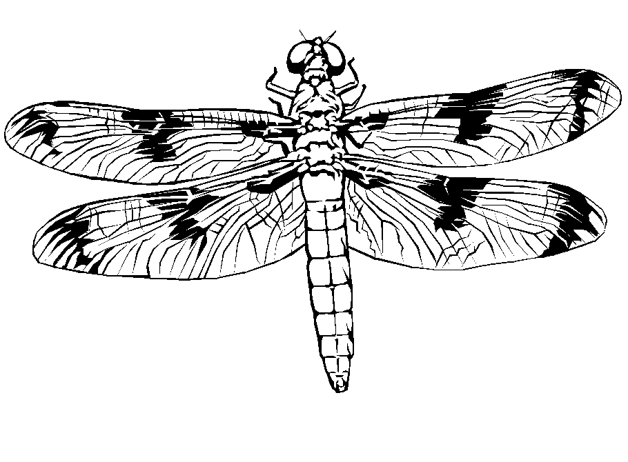 Dragonfly Dragonfly4 Animals Coloring Pages & Coloring Book