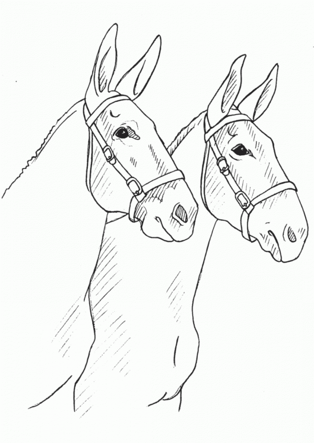 Quarter Horse Coloring Pages For Kids 206082 Quarter Horse - Coloring Home