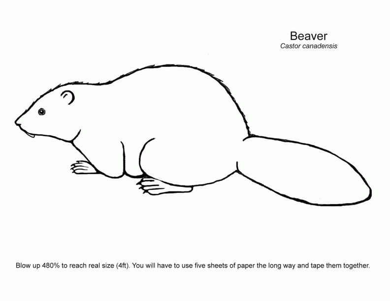 Beaver -- Exploring Nature Educational Resource