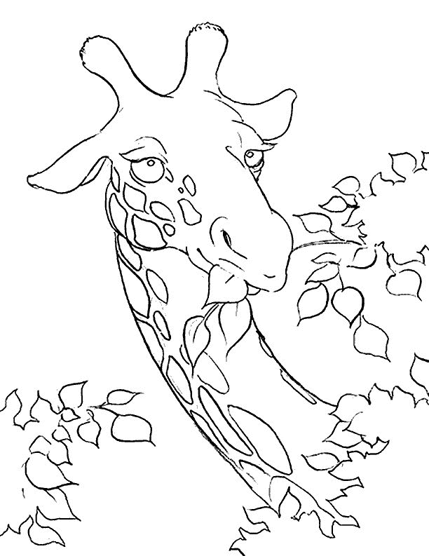 Coloring Page - Giraffe animals coloring pages 9