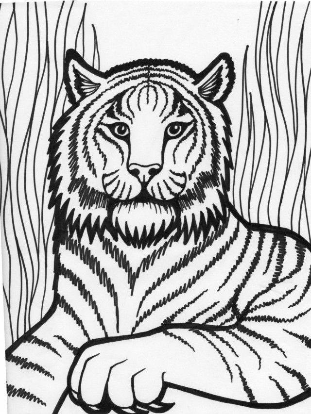 Free Printable Tiger Coloring Pages For Kids 27 Tiger Coloring 