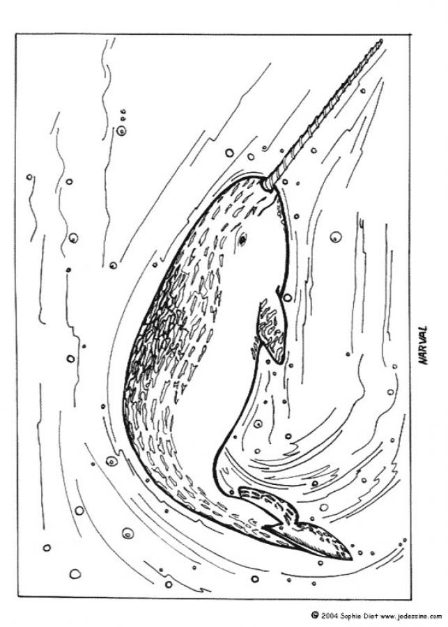 SEA ANIMALS coloring pages - Narwhal