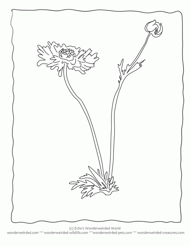 Download Botany Coloring Pages Coloring Home