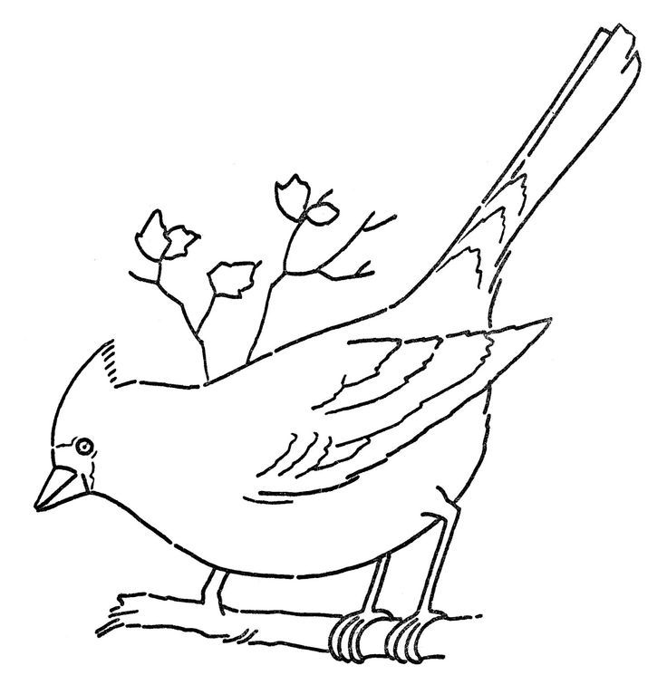 Line Art - Coloring Page - Cardinal on Branch