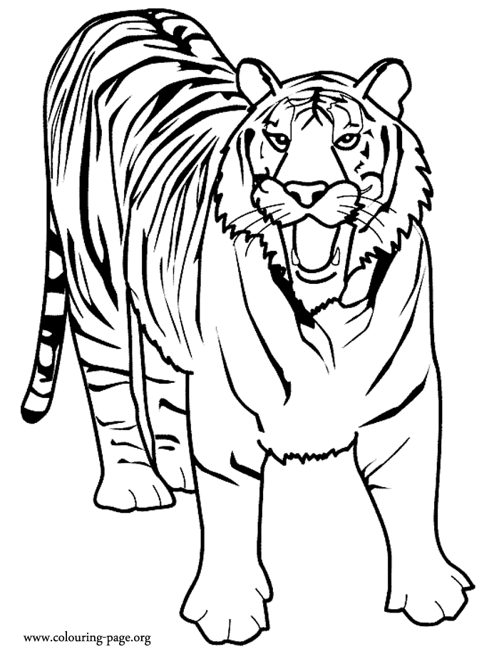 Tigers - A big wild tiger roaring coloring page
