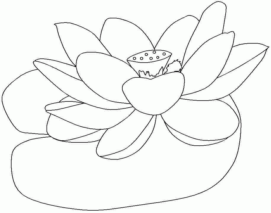 Lotus Flowers Coloring Sheets Printable Free For Boys & Girls 20470#