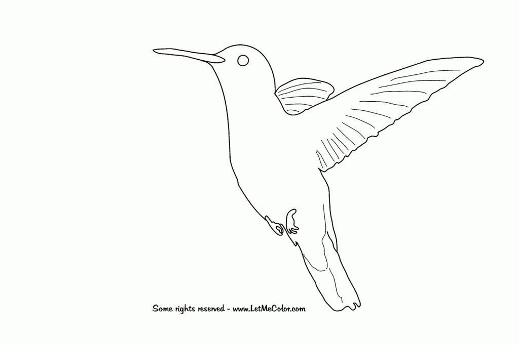 Hummingbird Coloring Pages - Free Coloring Pages For KidsFree 