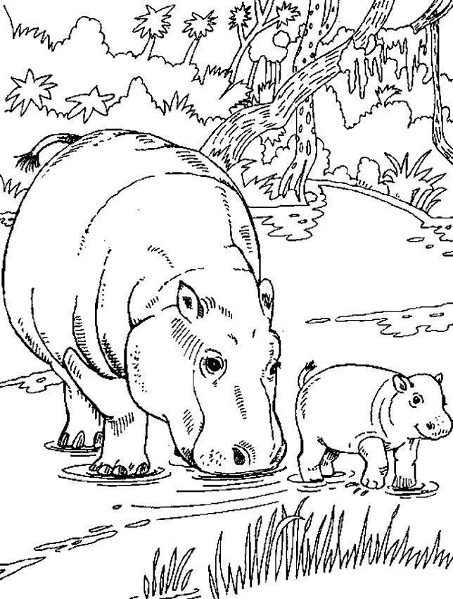 Coloring pages hippopotamus - picture 2