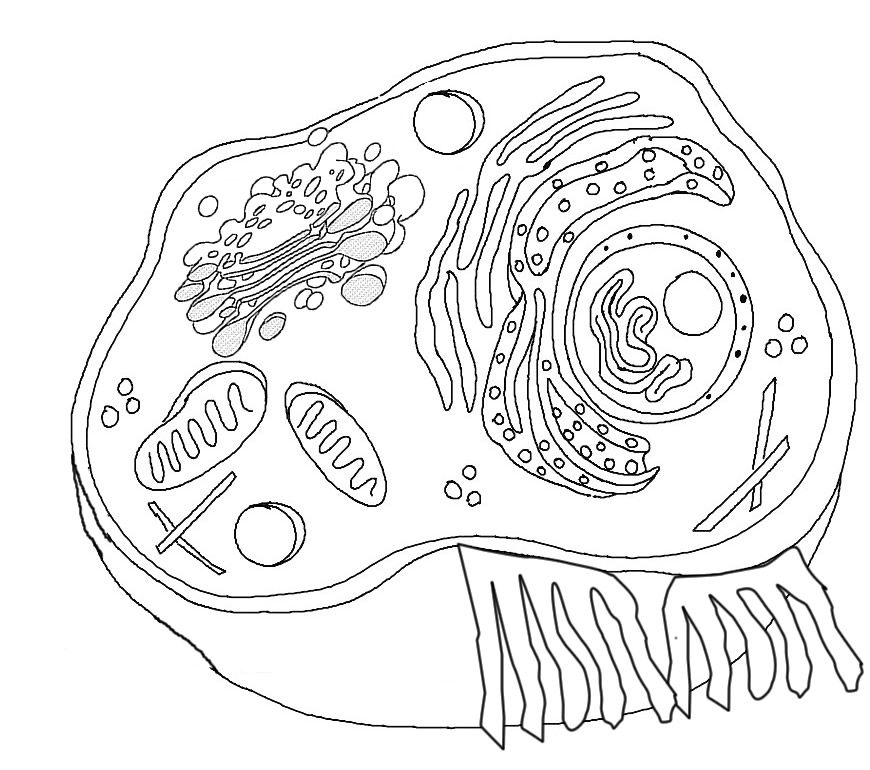 Animal Cell Diagram Coloring Page