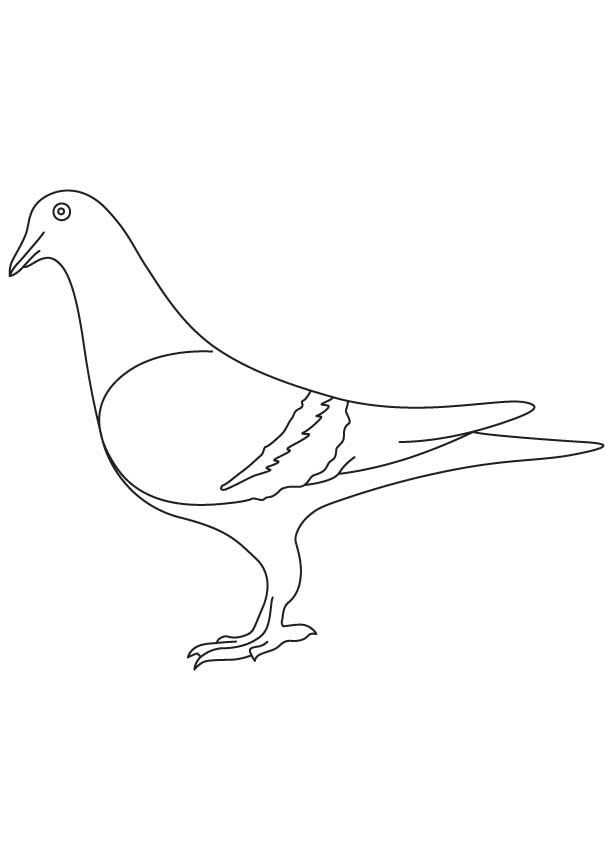 Pigeon coloring sheet | Download Free Pigeon coloring sheet for 