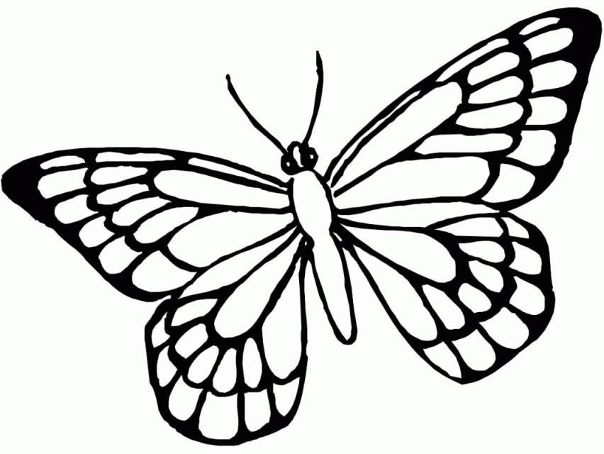 Beautiful Butterfly Coloring Page Beautiful Butterfly Coloring
