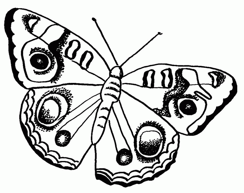 A Coloring Picture Of A Butterfly | Bulbulk Com