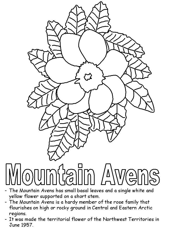 Mountain Avens coloring page