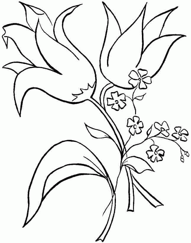 Printable Lily Flowers Coloring Sheets For Preschool 20446#