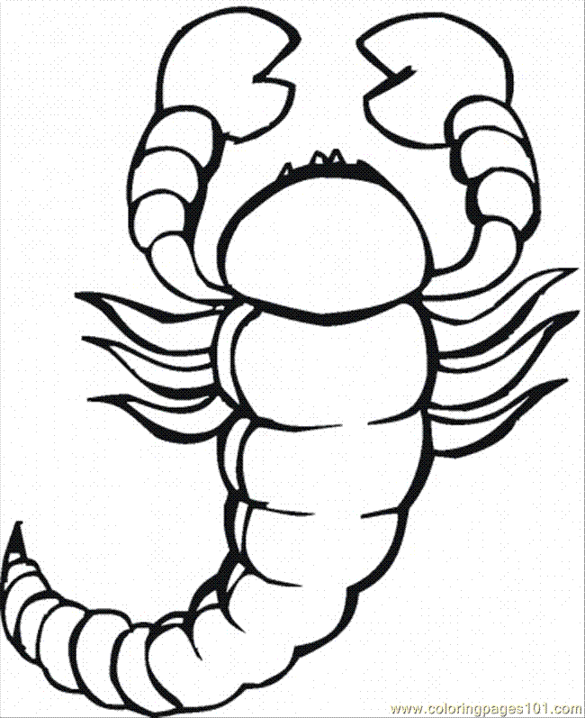 Coloring Pages Scorpion 8 (Animals > Arachnids) - free printable 