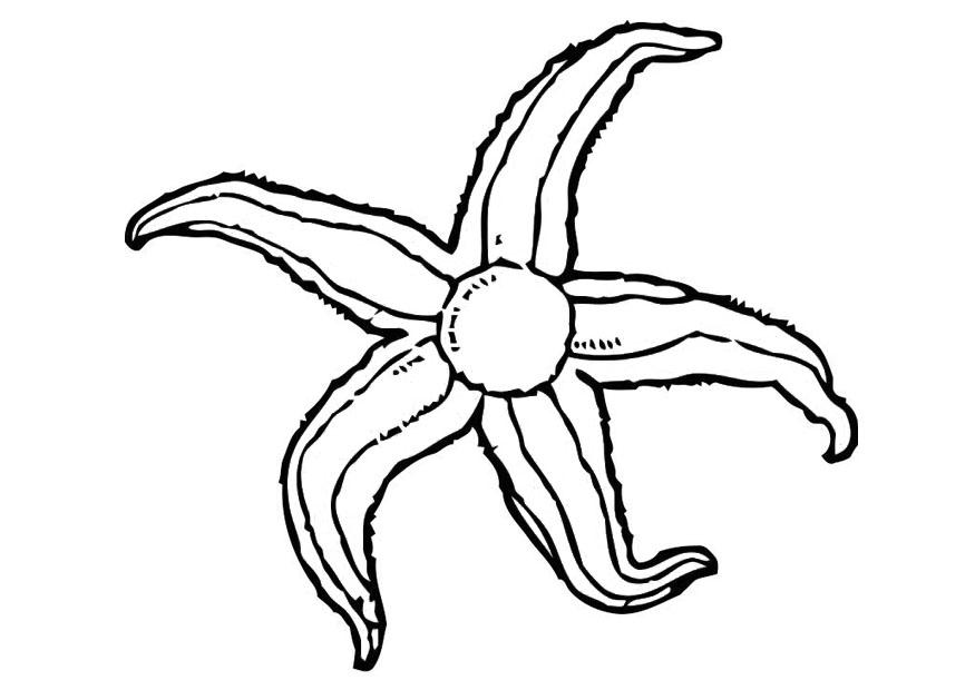 Starfish Coloring Pages For Kids - Coloring Home