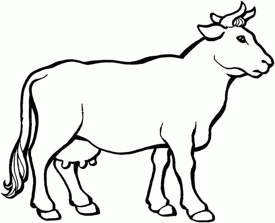 Cow Coloring Pages 14439 Label Angus Cow Coloring Pages Baby Cow 