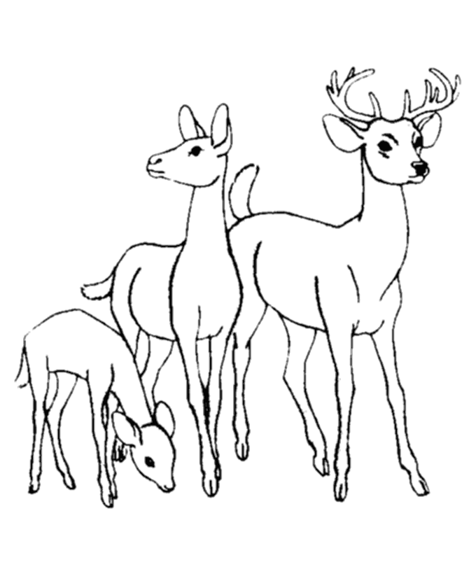 Deer Coloring Pages For Kids - Free Printable Coloring Pages 