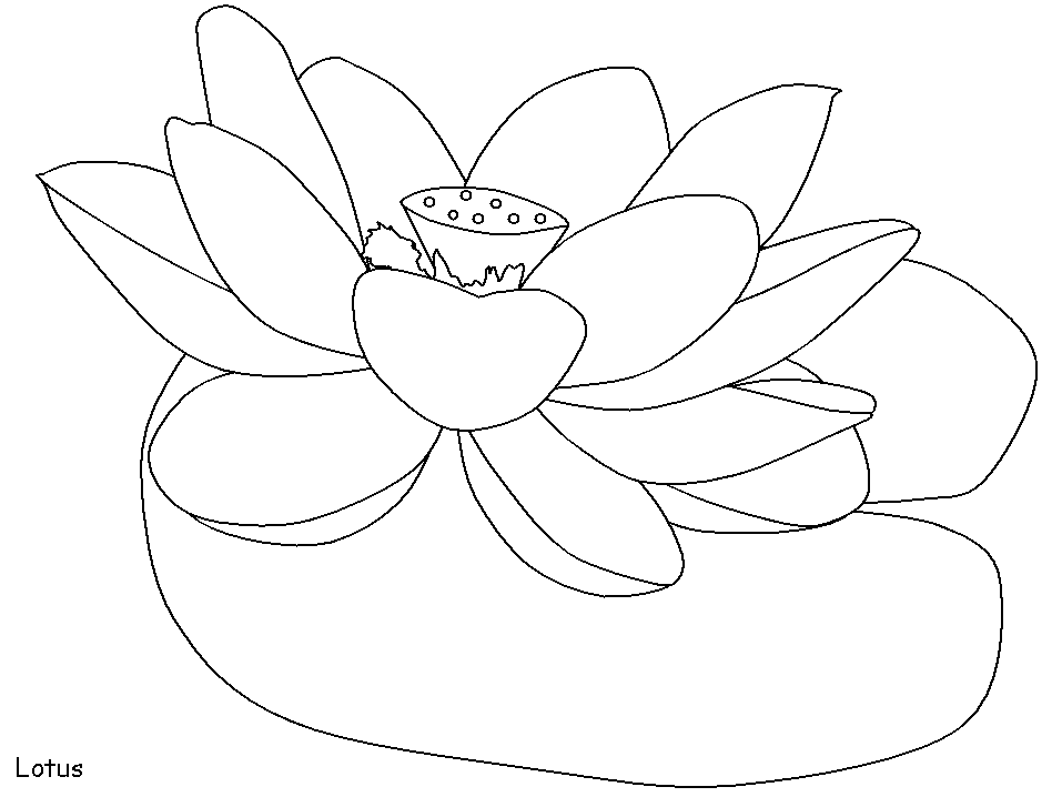 Printable India Lotus Countries Coloring Pages