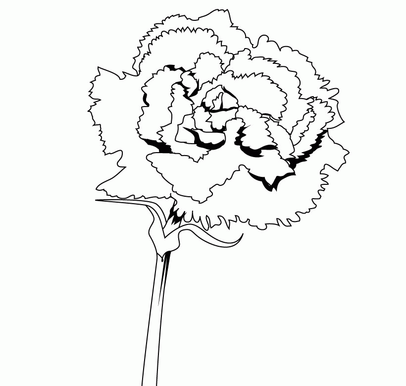 Sweet Carnation Coloring Page Source Tv Best Res | ViolasGallery.com