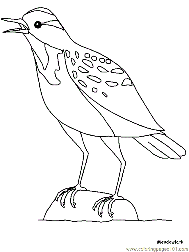 Coloring Pages Meadowlark (Animals > Birds) - free printable 