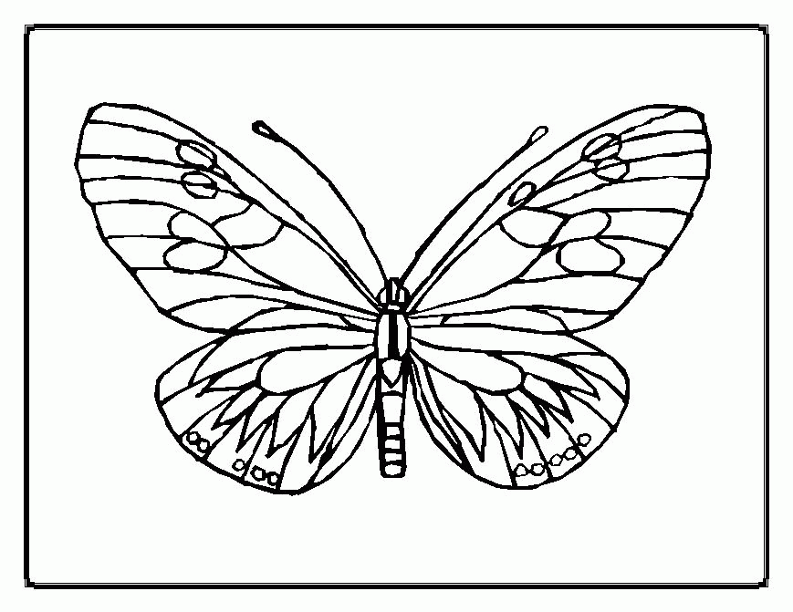 butterfly and ladybug coloring pages : Printable Coloring Sheet 