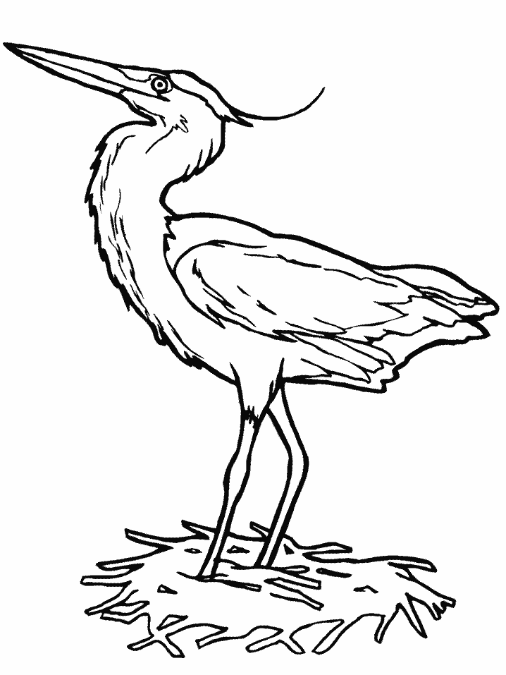 Birds Heron Animals Coloring Pages & Coloring Book