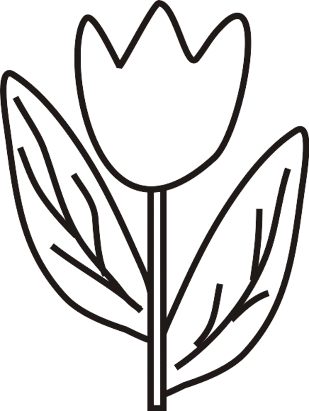 Easy Tulip Coloring Pages : Four tulips coloring page from tulip