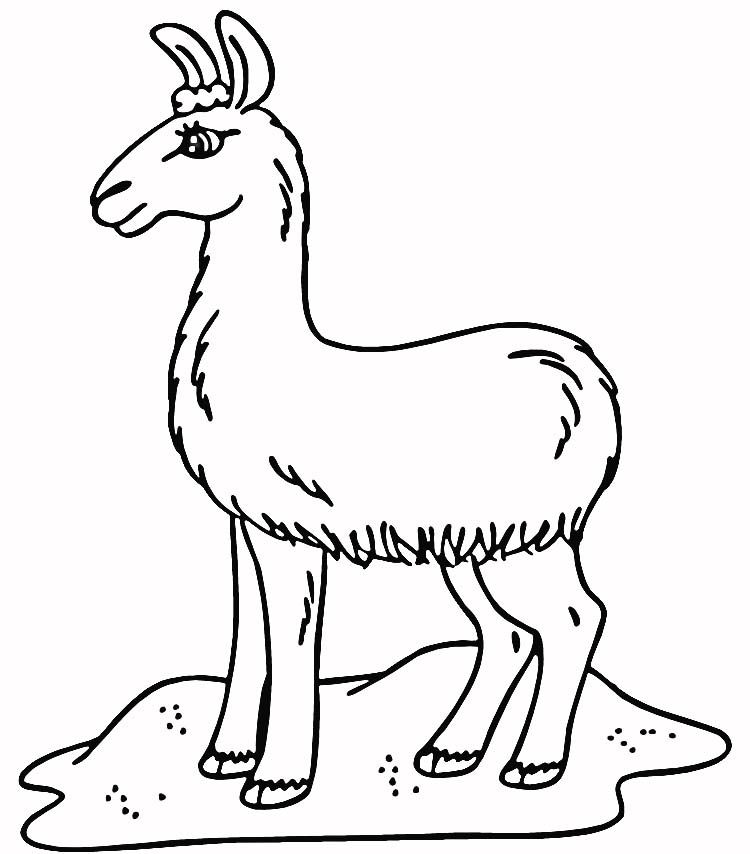 Llama in the Field Coloring Online | Super Coloring