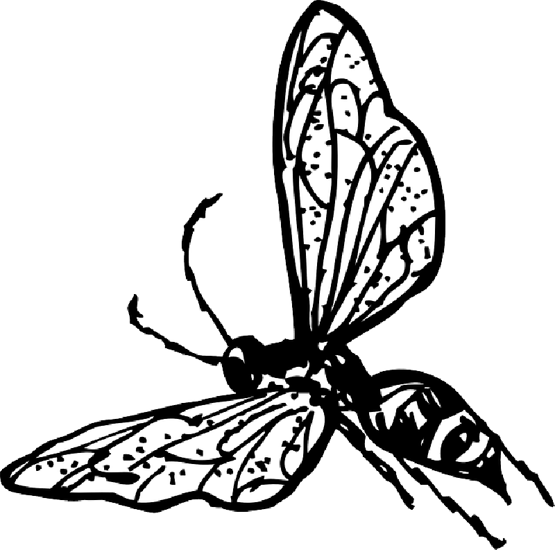 OUTLINE, DRAWING, BEE, BUG, FLY, WASP, INSECT, COLORING - Public 
