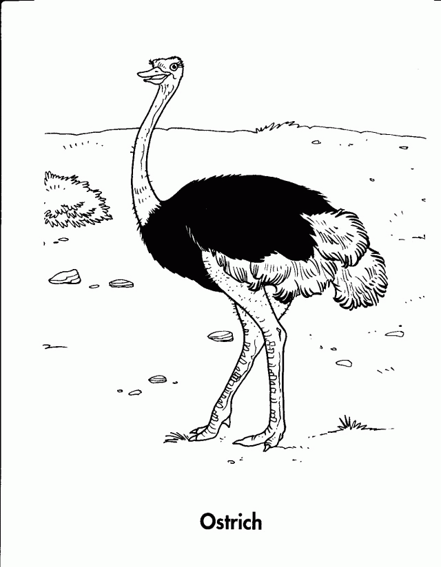 Ostrich Coloring Page - Coloring Home