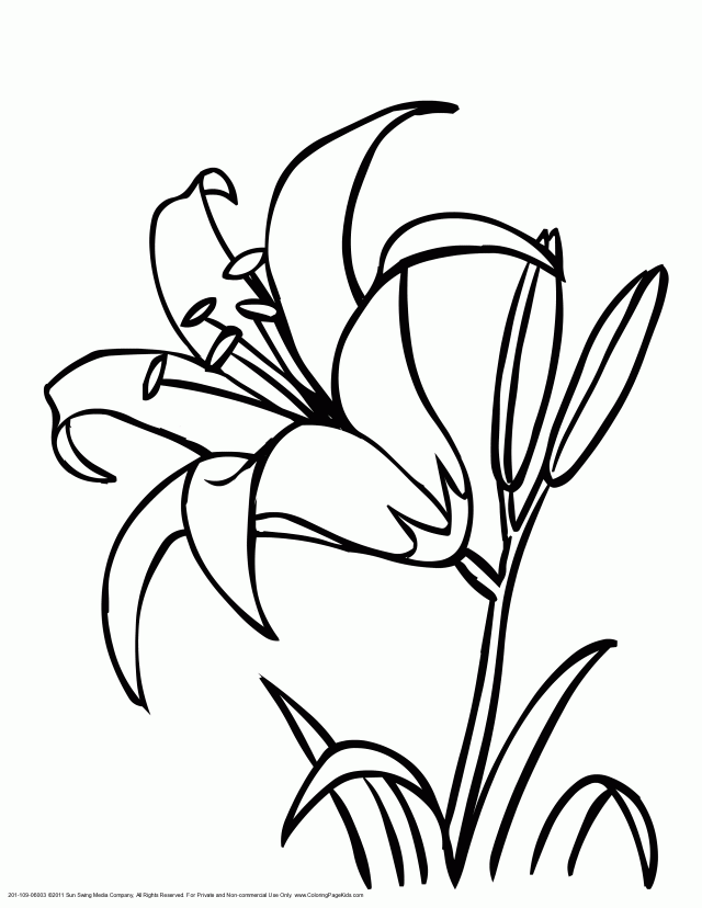 Daylily Flower Coloring Page 172874 Flower Color Page