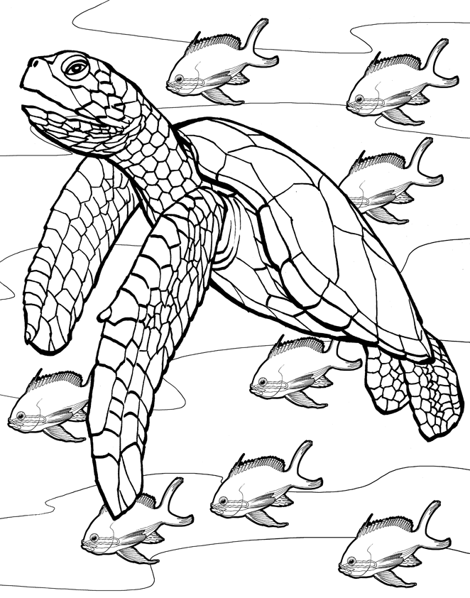coloring sea turtles pages | Coloring Pages For Kids