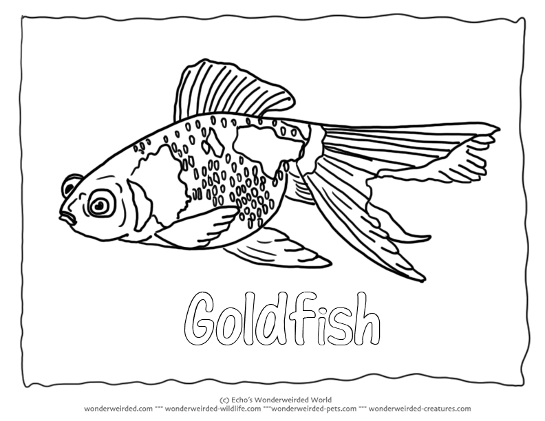 Goldfish coloring page,Goldfish Pictures for our Fish Coloring 