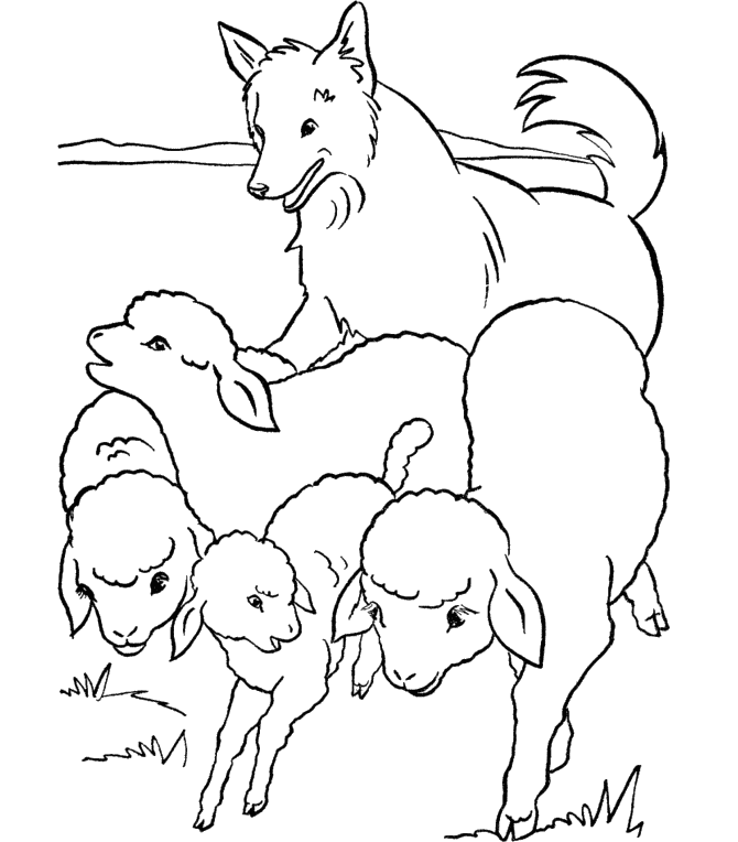 Wolf Hunters Sheep Coloring Pages - Sheeps Coloring Pages : iKids 