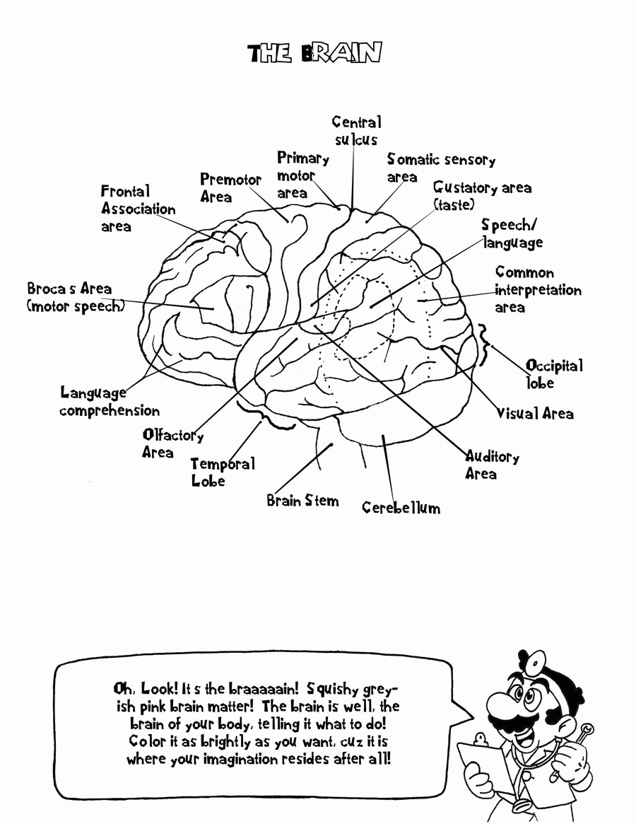 Human brain information sheet coloring page