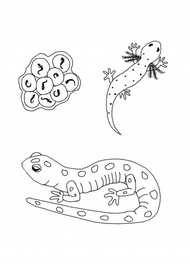 Free Life Cycle Coloring Pages StuwahaCreations 269503 Life Cycle 