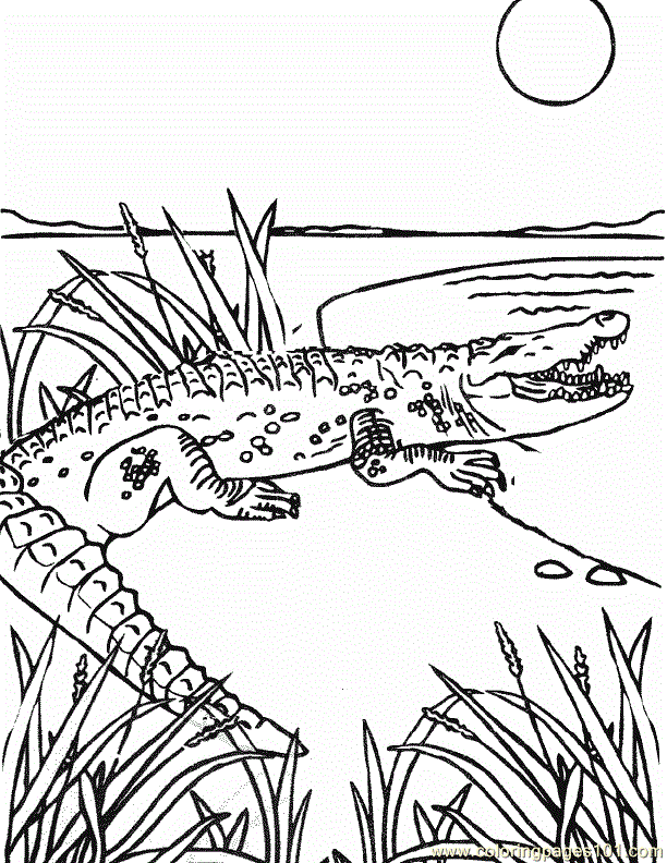 Coloring Pages Crocodile Aligator Coloring Page 0001 (Animals 