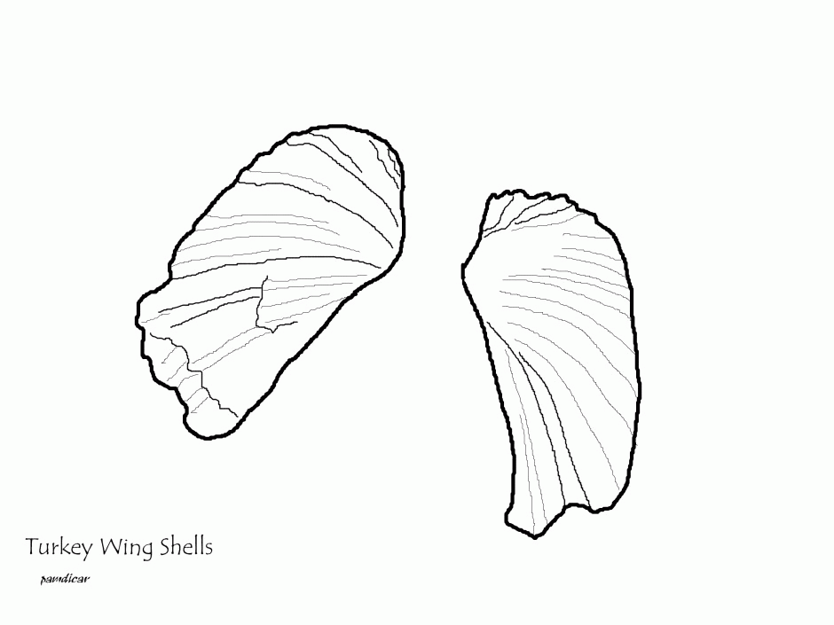 Sea Shell Coloring Pages Free Coloring Pages Sea Shells From 