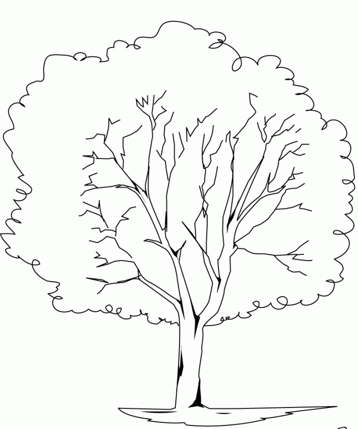 Elm Tree Coloring Pages - Tree Coloring Pages : Free Online - Coloring Home