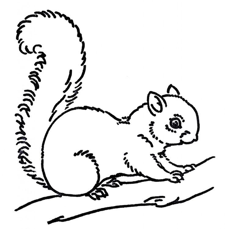 Free Line Art Images - Squirrel Drawings